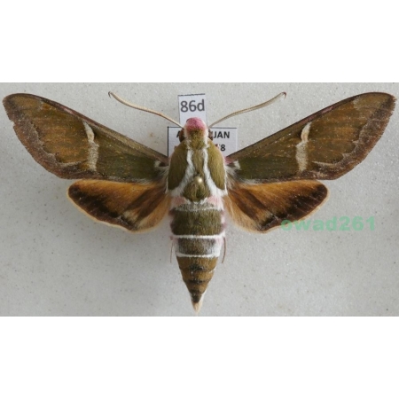 Rethera komarovi (Christoph, 1885) male Azerbaijan 64mm86d